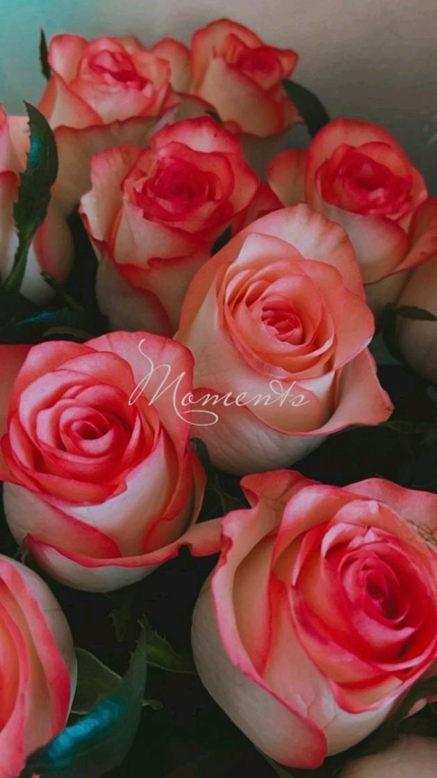 Eternal Elegance White Bloom Grace